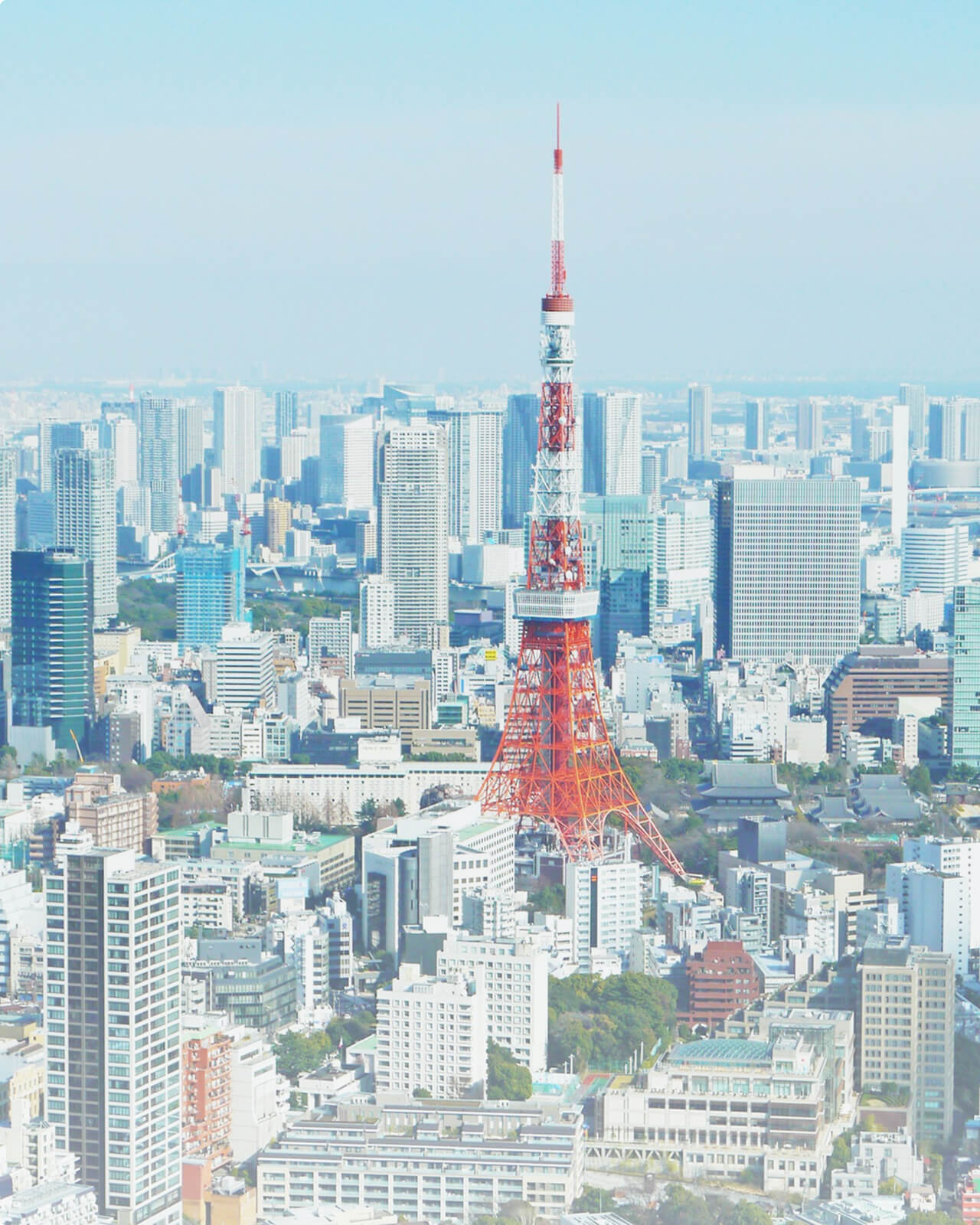 東京タワーとその周辺の写真